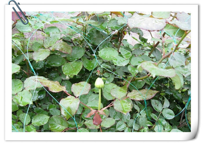5ftx15ft Heavy Duty Plastic Garden Mesh For Climbing Plants And Vegetables