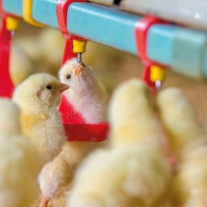 China 330mm Diameter Chicken Feeders And Drinkers Hot Gavanized Hopper on sale