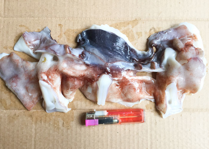 2-005 Giant Sea Squid Bqf Freezing Thailand Market 20kg Net Weight