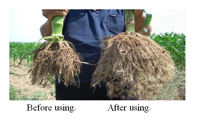 Water Soluble Iron Eddha Fertilizer Plants Iron Deficiency Treatment Prevention