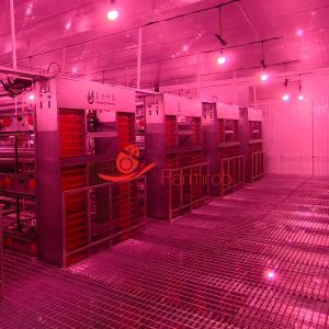  80000 Layer Chicken Cage System for Improved Rearing Conditions Manufactures