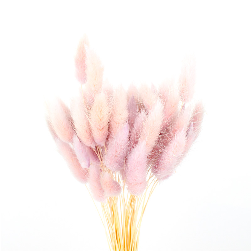 100% Natural Dried Rabbit Tail Grass , Pretty Dried Flowers Keep Freshness