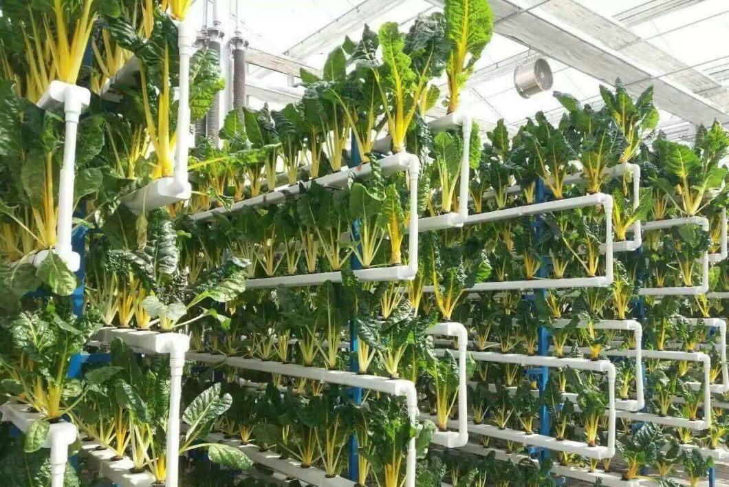 Innovative Hydroponic System for Film Greenhouse Cultivation