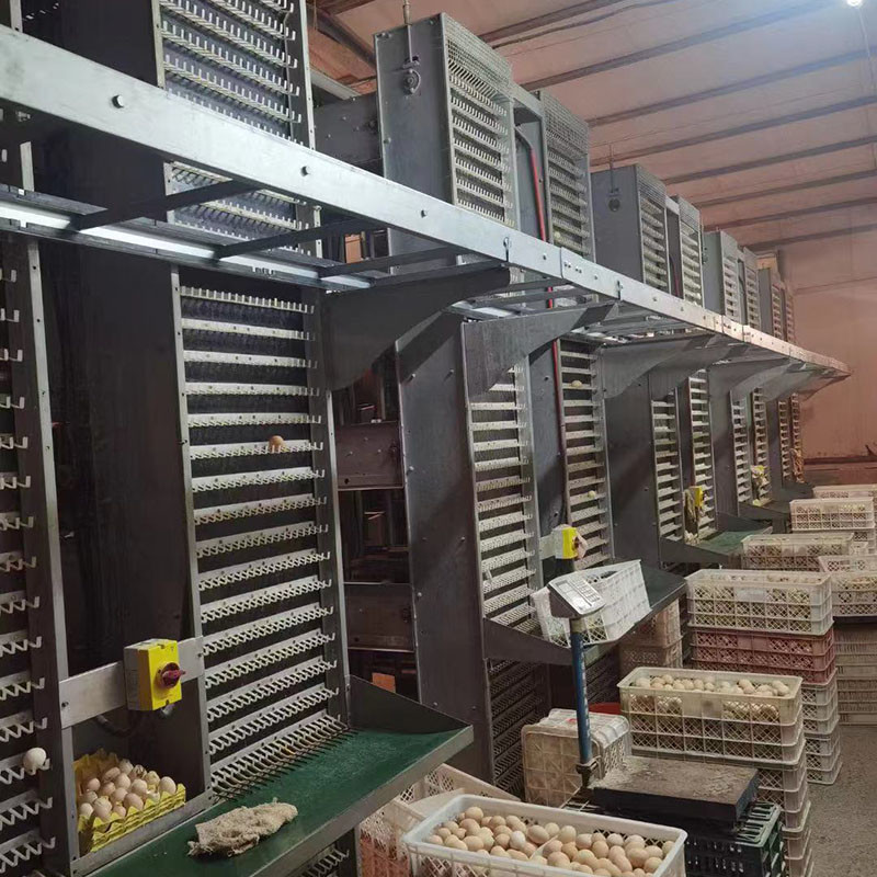 Poultry Farm H Type Layer Cage 25.5 * 24.5'' Better FCR ISO9001