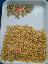 1T/H Maize Color Sorter Machine , 128 Channels Maize Grading Machine