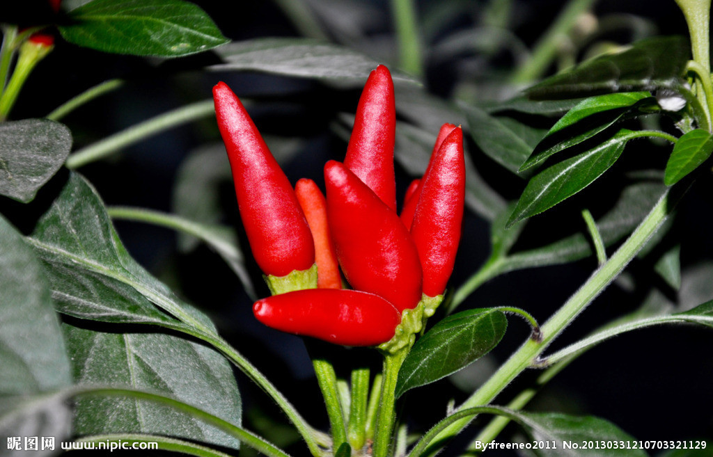 Sichuan Red Bullet Chilli Stemless Dried Hot Chili Peppers GMP