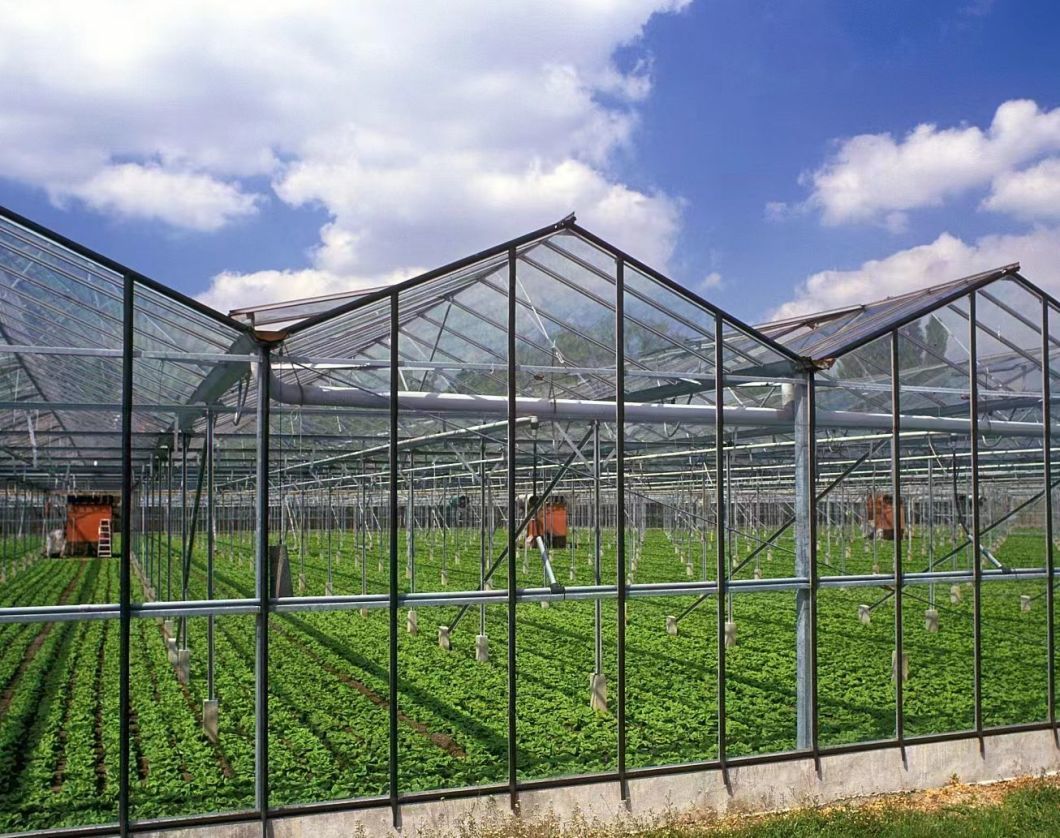 Venlo Hollow Double Layer Tempered Glass Greenhouse with Hydroponics Growing System