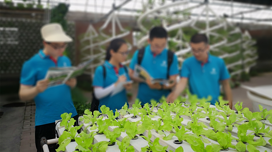 Vegetables Planting Single-Arch Design Greenhouse From USA/Canada