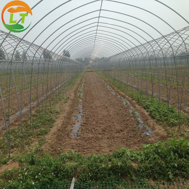 Galvanized Skeleton Polytunnel Greenhouse for Plants Growing Easy to Install by LiTai