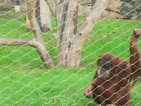 There is a wire stainless steel wire rope mesh around a gibbon.
