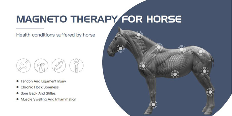EMTT Shockwave Therapy Machine 4 Tesla Veterinary Device For Horse Muscle Stimulation