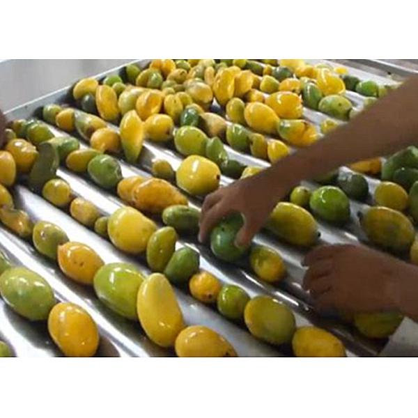 High Efficiency Mango Juice Processing Machine With Safety Protection Processing