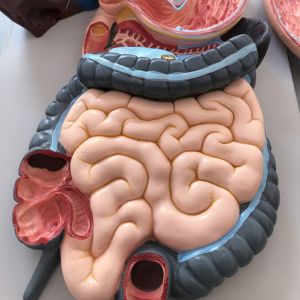 Display Blood Circulation Human Anatomy Model Includes Cardiovascular And