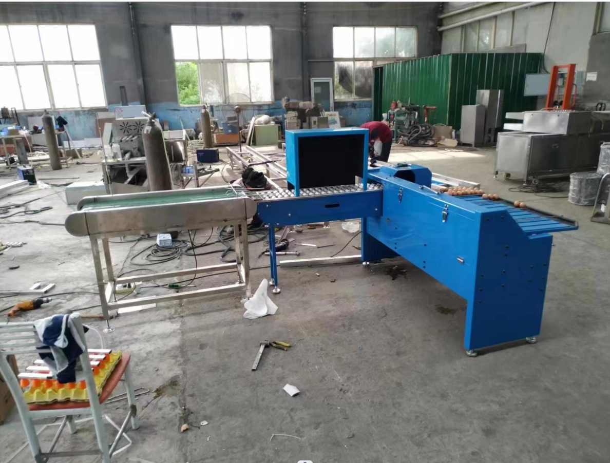 Chicken Egg Sorting Machine Egg Size Sorting Machine Basic Egg Sorting Machine