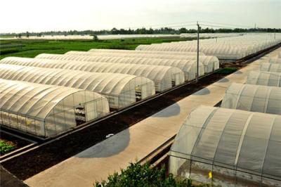 Optimal Plant Cultivation Tunnel Greenhouse Covered with 150/200micro PO Film