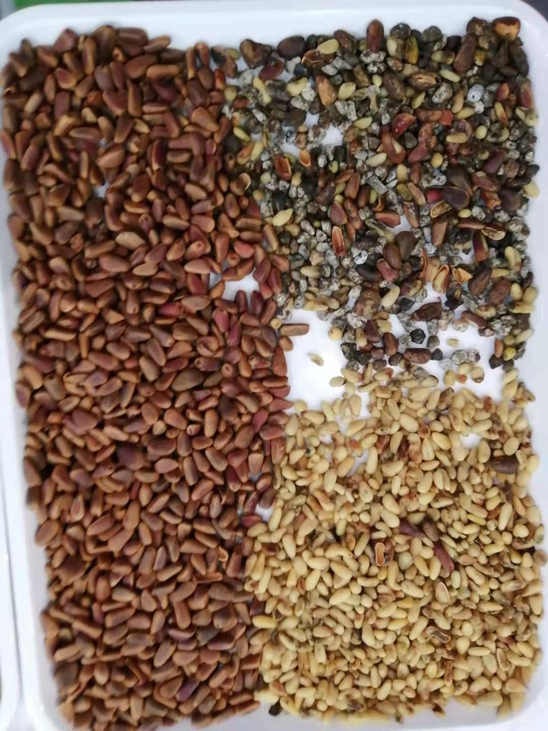 220V 50HZ Pine Nuts Color Sorter With 4096 PIXEL CCD Sensor