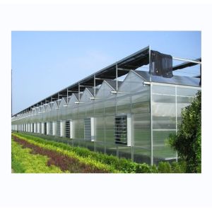 Sturdy And Large Greenhouse Agriculture Polycarbonate With Galvanized Steel Frame