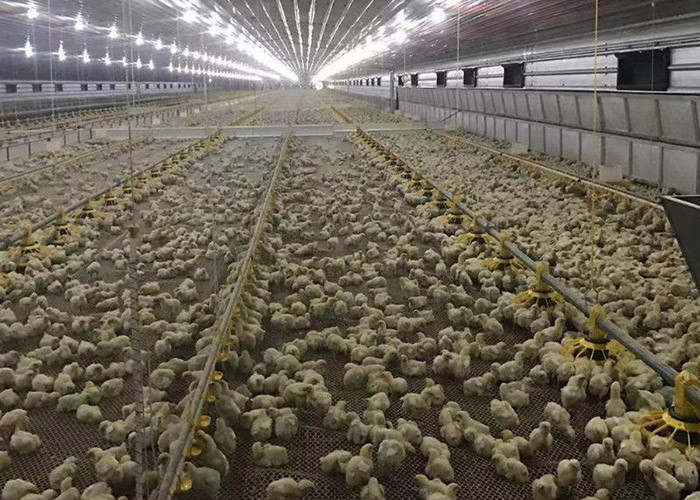 HI HOPE Chicken Farm Equipment 45cm Dia Pipe