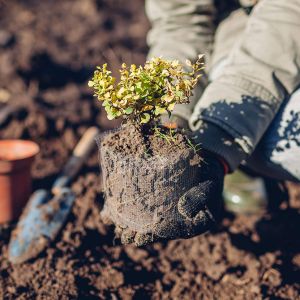 Durable Root Guard Gopher Wire , Gopher Basket For Trees 5*8mm 5*10mm 4*6mm 4*8mm