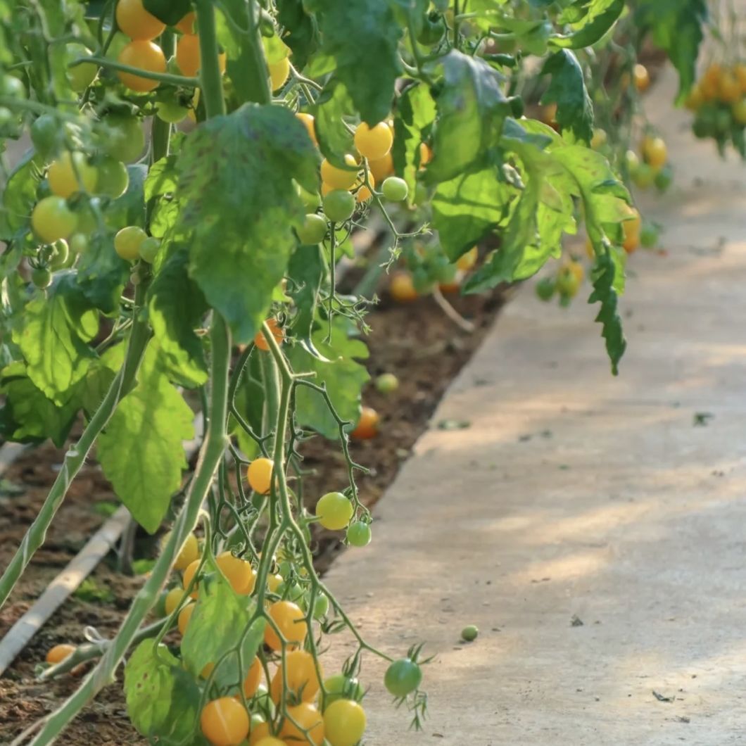 Hydroponics Sunlight Greenhouse