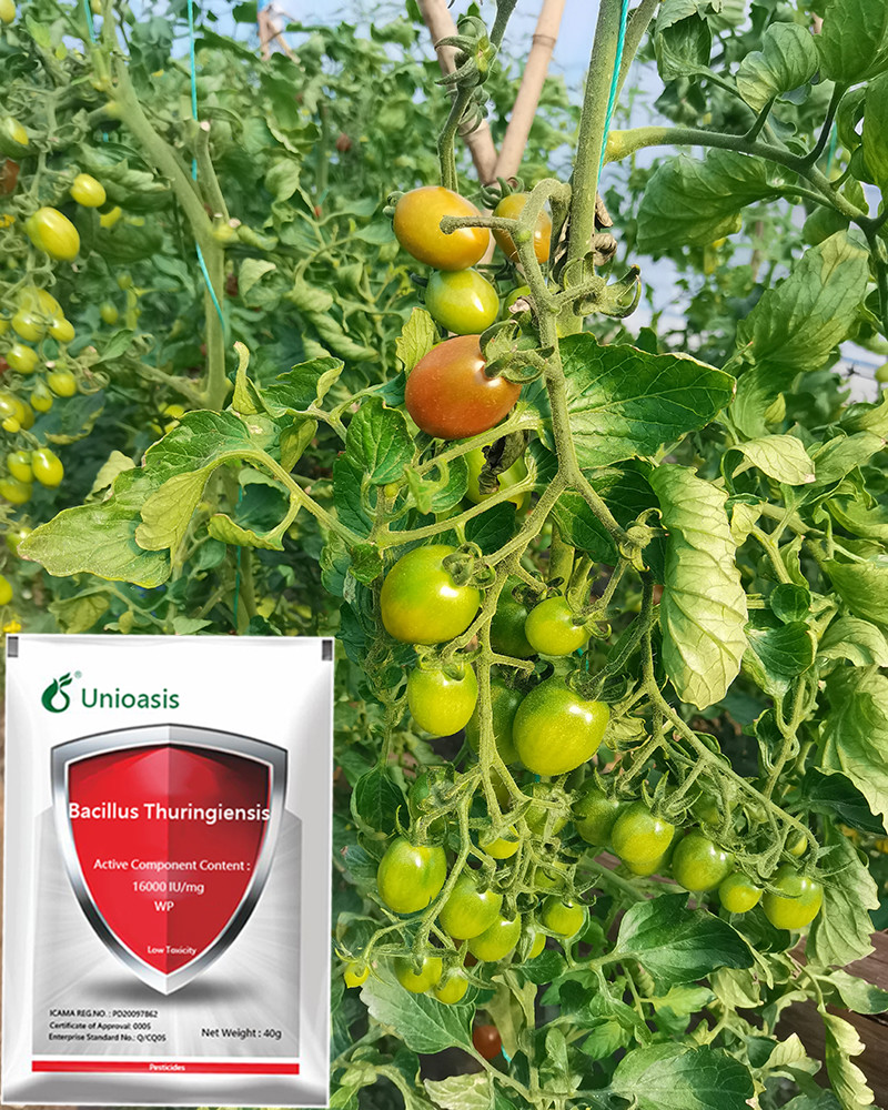 WP Bt Bacillus Thuringiensis Organic Vegetable Safe Insecticide Spray 16000 Iu/Mg