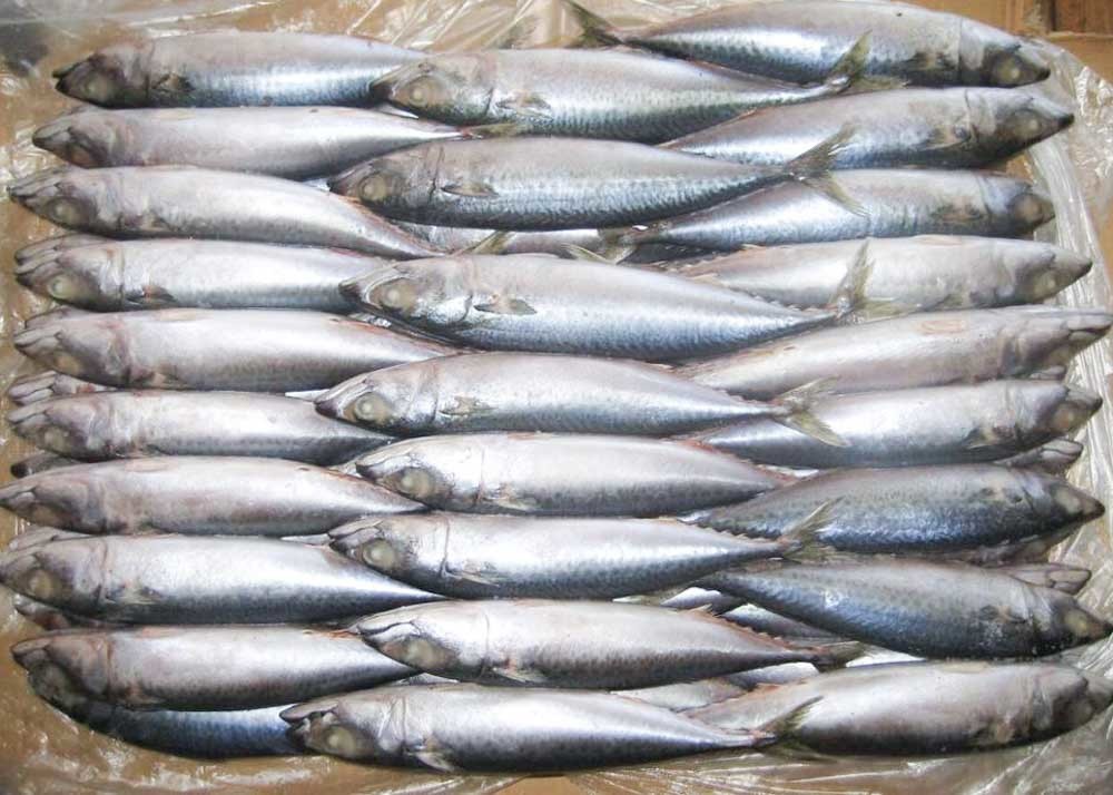 Trachurus Trachurus Swimming Crab Forzen Mackerel Fish Fresh Frozen Seafood