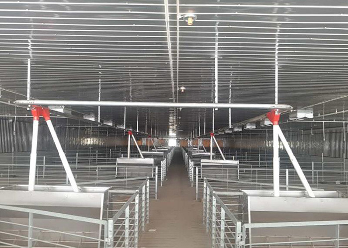 200 Sows Turn Key Swine Piggery Tools And Equipments Auger Conveying