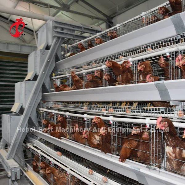Semi Automatic Poultry Layer Cage 15000 Birds Manual Poultry Cage In Nigeria