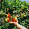 Buy cheap US Currency JX-A0023 Multi-Span Film Greenhouse for Planting Tomota Cucumber from wholesalers