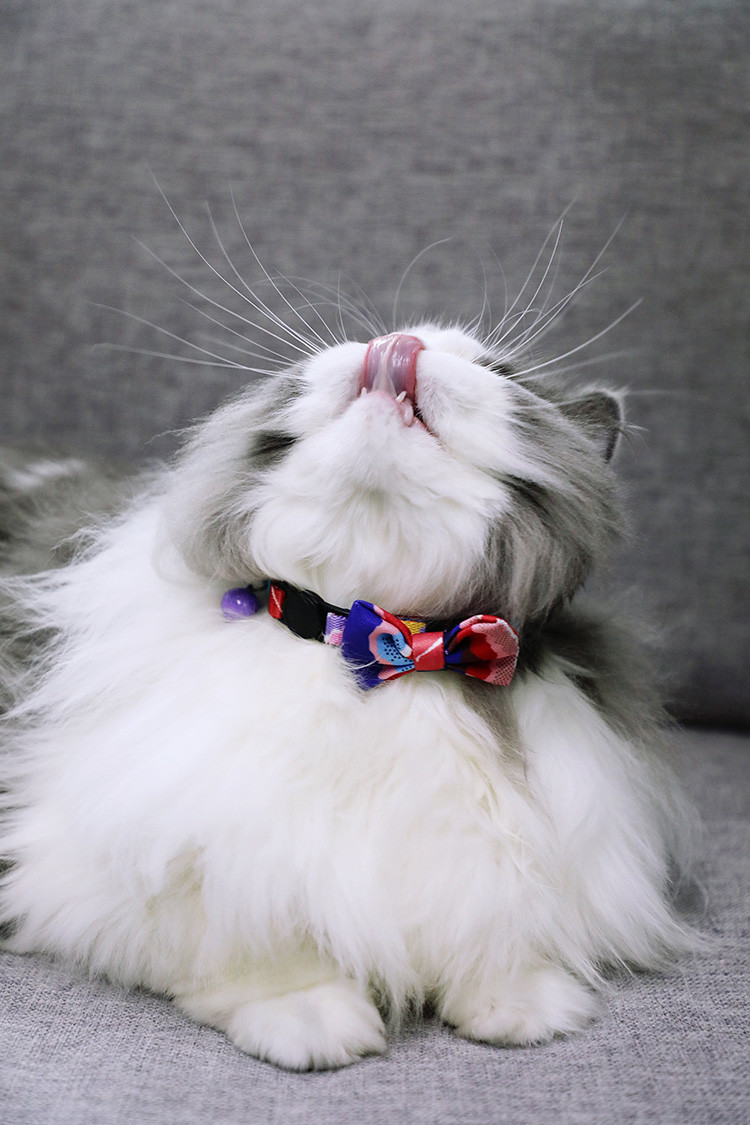 Kitten Reflective Cute Breakaway Bow Tie Cat Collar With Bell
