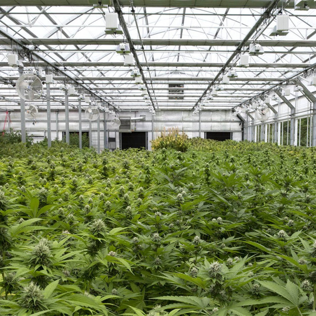 Commercial Light Deprivation Automatic Blackout Greenhouse OEM ODM