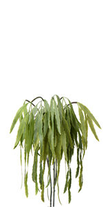 small eucalyptus stems