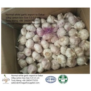 Garlic to Senegal