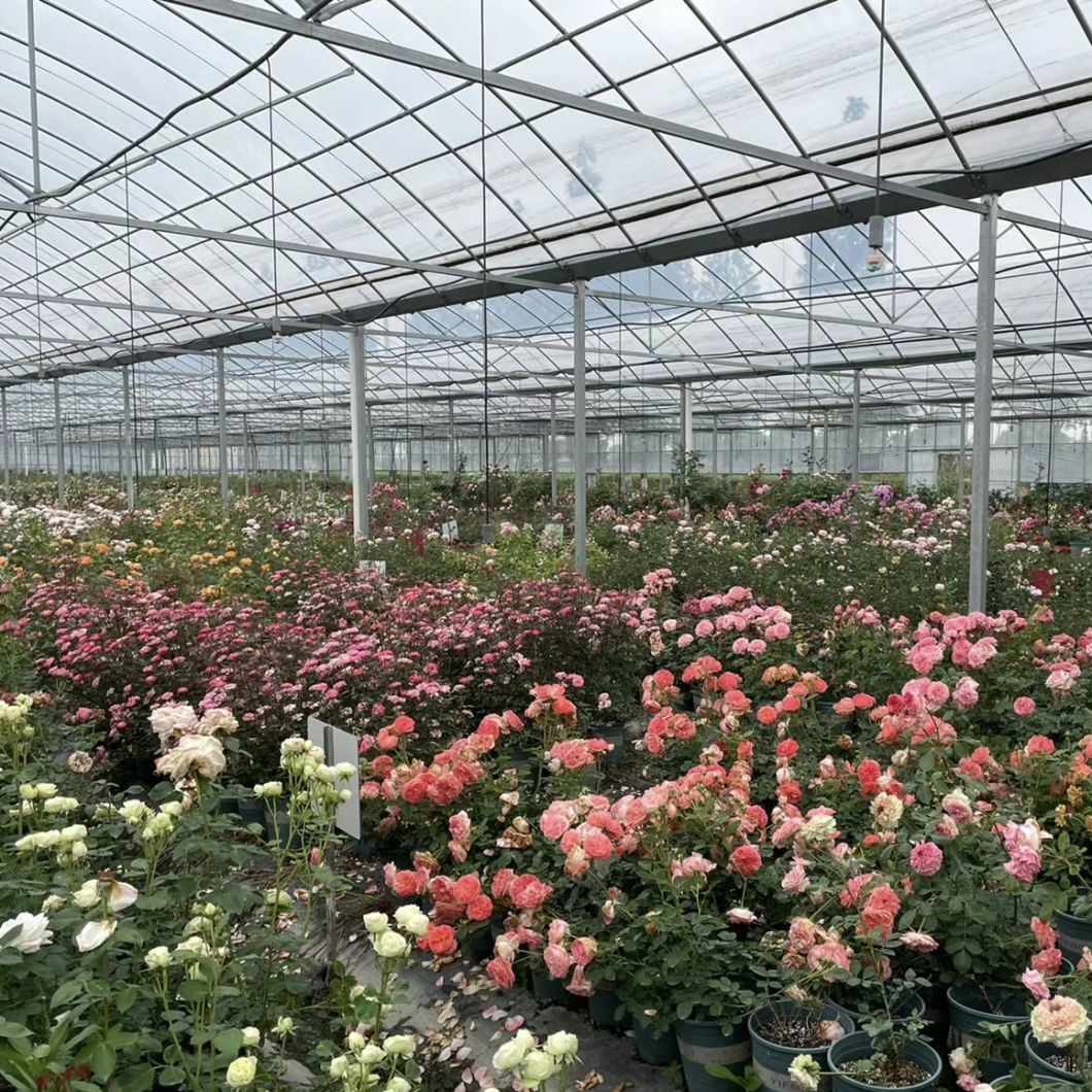Advanced Irrigation Multi-Span Greenhouse