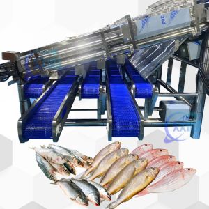 High Stabality Efficient Pelagic Fish Sorting Machine Pelagic Fish Sizing