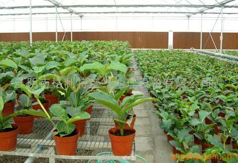 10KW/20KW/30KW Drying Grain Heater Chicken Breeding Farm Electric Heater Poultry Farm Equipment with Greenhouse/chicken House