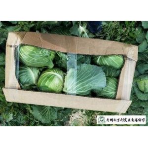 Clean Healthy Raw Green Cabbage , Small Round Cabbage No Pollution