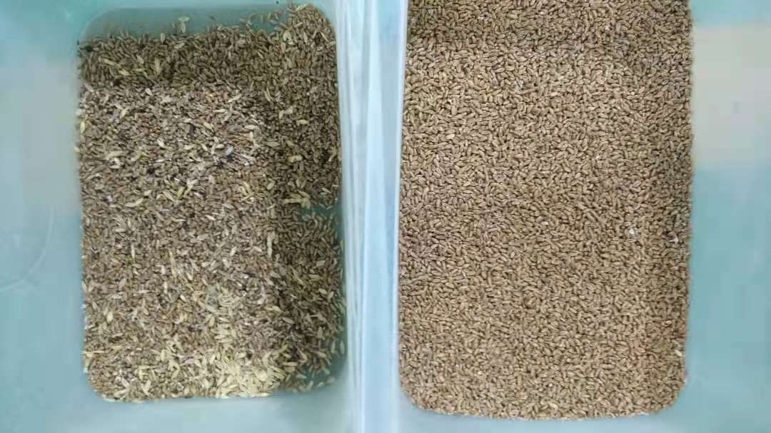 Almond Cashew Red Bean Nuts Color Sorter 256 Channels Optical Color Sorter