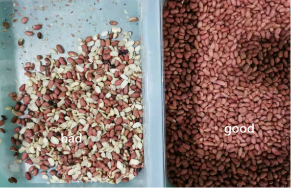 5 Chutes 320 Channels Colour Peanut Sorter Peanut Color Sorting Machine Nuts Color Sorter