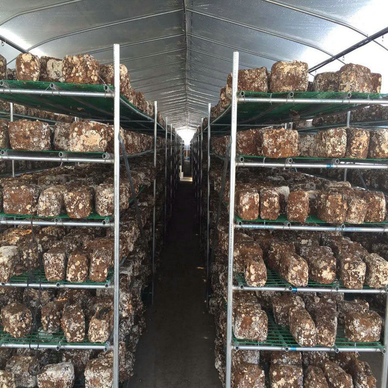 Galvanized Skeleton Cover Film for Agricultural Product in Shouguang Easy to Install