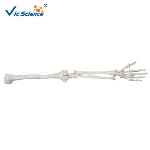  VIC-122 Lower Extremity Anatomically Correct Skeleton 3d Model Apply In Medical Science Manufactures