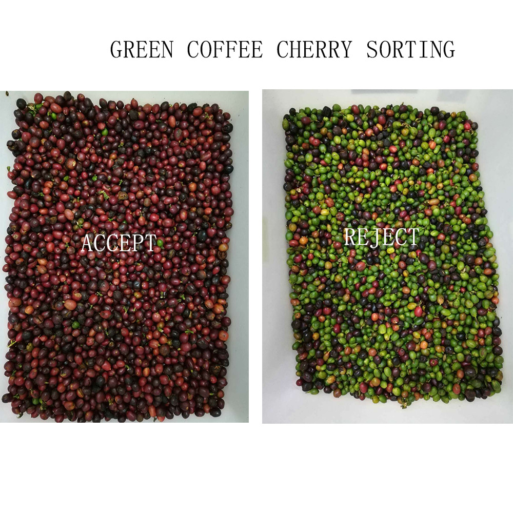Waterproof Belt Color Sorter For Coffee Cherries Silkworm Chrysalis Frozen Vegetables