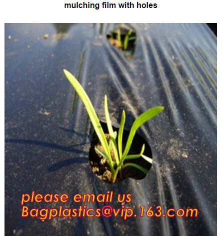 Multi-Span Plastic Film Cover Natural Ventilation Vegetable Greenhouse,Greenhouse Kits Plastic Greenhouse 200 micron gre