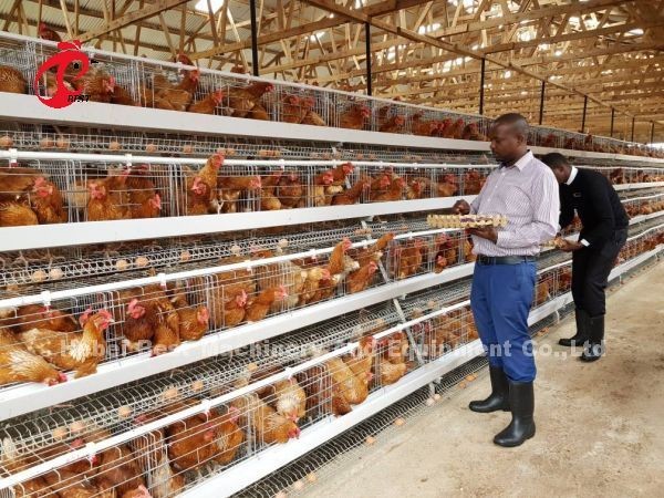 Chicken 12 Cells Layer Battery Cage System 4 Tier For Farm Adela