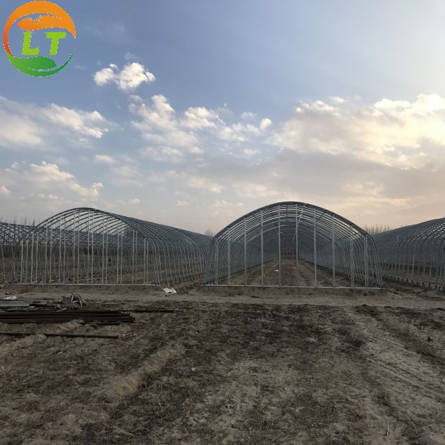 Film Cover Galvanized Skeleton Agricultural Equipment for Mushroom Growing Production