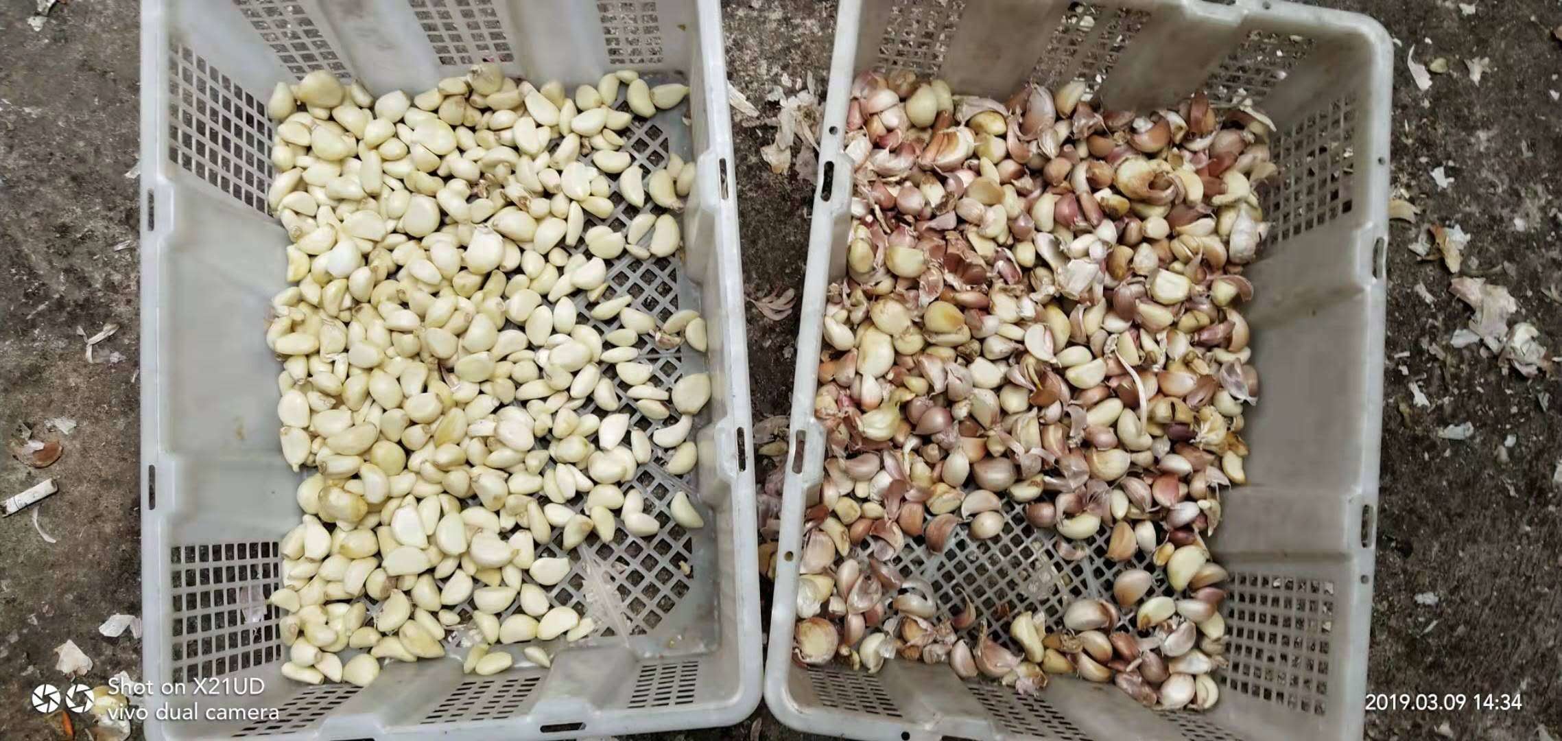 Waterproof Belt Color Sorter For Coffee Cherries Silkworm Chrysalis Frozen Vegetables
