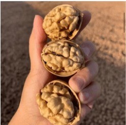 Raw Walnut Wholesale Top Class Walnut Kernels Dried Style Walnut.