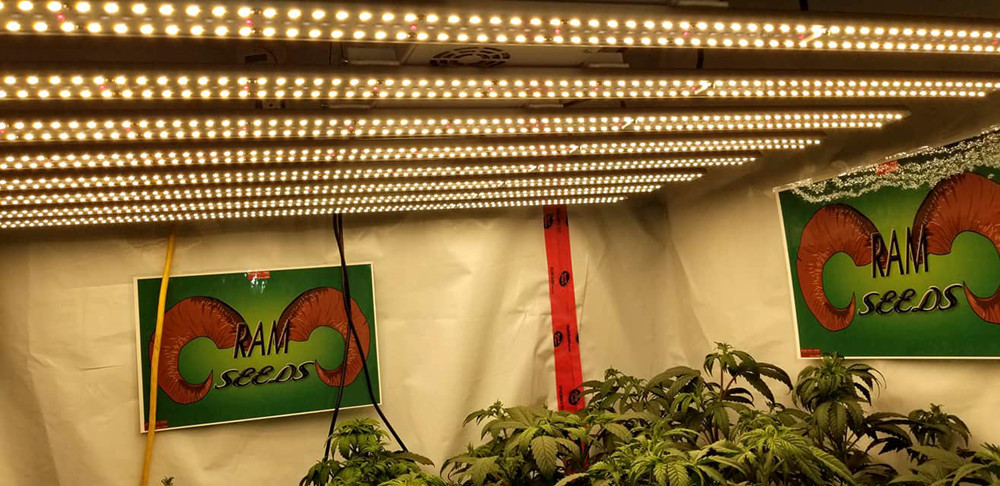 Gbeing B8-12K 1.8μmol/J 630W LED Grow Light Bar 0-10V Dimming