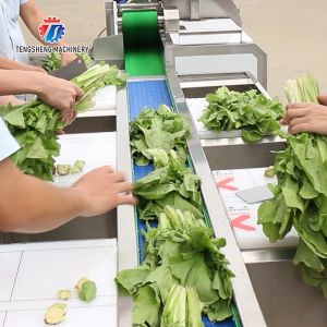 165MM Belt Industrial Vegetable Processing Machine Fruit Selection Washing