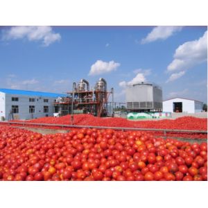 1-100t/H Pomegranate Juice Processing Line Carrot/Apple/Strawberry/Tomato/Pear